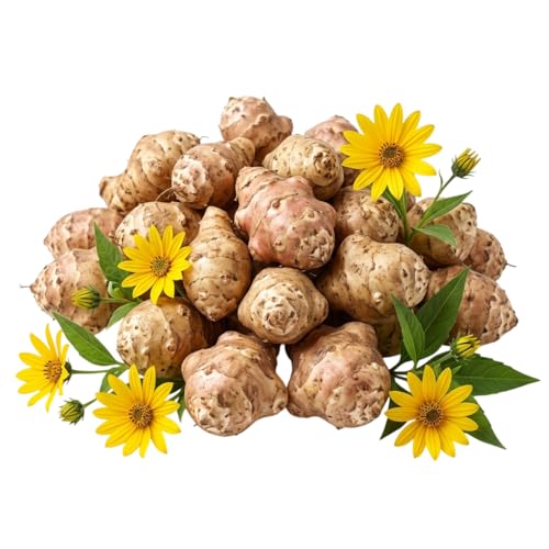 0.5 lb Jerusalem Artichokes Roots for Planting Sunchoke Tubers Sunroots Yellow Fowers
