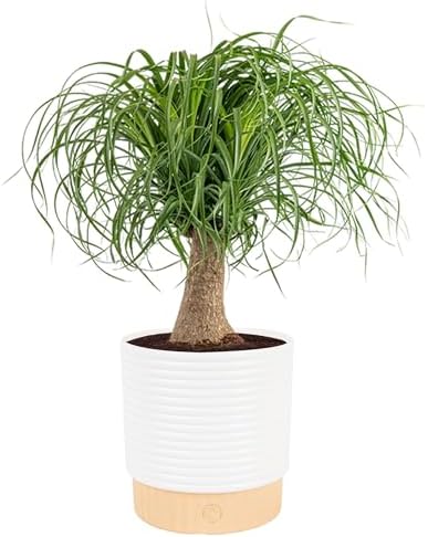 Costa Farms Ponytail Palm Live Plant i...