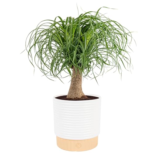 Costa Farms Ponytail Palm Live Plant in Decorative Pot, Easy to Maintain Indoor Houseplant, Perfect...