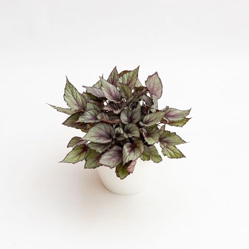 Pianta vera di Begonia rex "Maori Haze" - Diametro Vaso Ø 17 cm