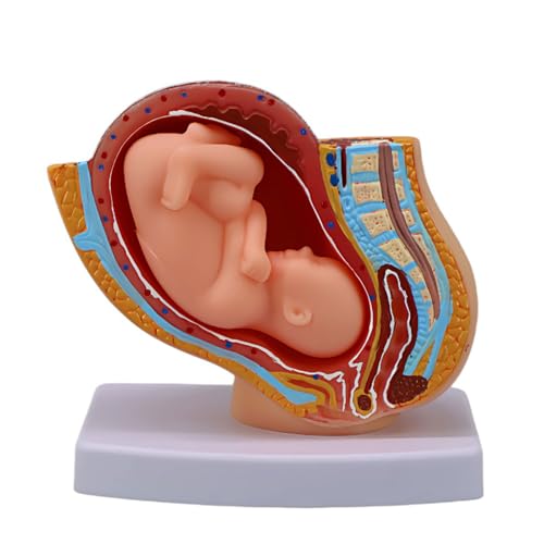 Modelo anatómico de desarrollo fetal a escala 1:3 para estudio de obstetricia y pelvis femenina
