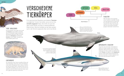 Anatomie der Tiere: Das geheimnisvolle Innenleben unter Fell, Federn und Schuppen. Tieranatomie großartig visuell aufbereitet. Für Kinder ab 7 Jahren