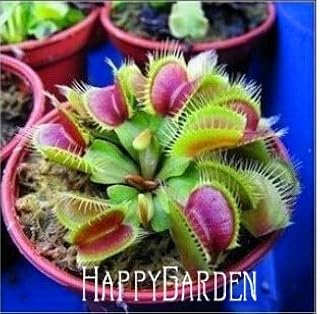10 Pcs/Pack Potted Insectivorous Plant Seeds Dionaea Muscipula Giant Clip Venus Flytrap Seeds Carnivorous Plant,#Az26Hb