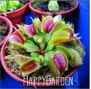 10 Unids/pack Semillas de Plantas Insectívoras en Macetas Dionaea Muscipula Clip Gigante Venus Atrapamoscas Semillas Planta Carnívora, Az26Hb