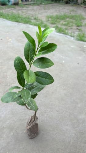 Image of kagzi lemon fruit plant outdoor garden live organic helthy all time Pack of 1 hybrid tree