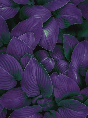 Rizoma Hosta, Flores Dobles Perennes, ﻿Crecimiento RáPido, FáCil De Cultivar, Resistente Al FríO. Hosta Bulbo, Exterior, Hosta Pianta, Hosta Rizoma, 10bulbos-G