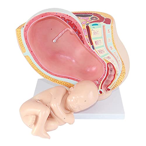 Bassin anatomique de femme enceinte de 9 mois pour école de médecine
