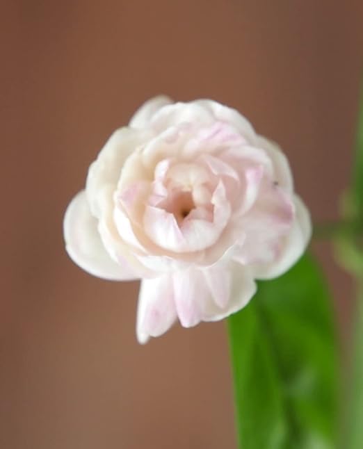 Amazon はなみどり バラ咲き香りジャスミン マツリカ ピカケ 花苗 1ケース 24株入り Diy 工具 ガーデン