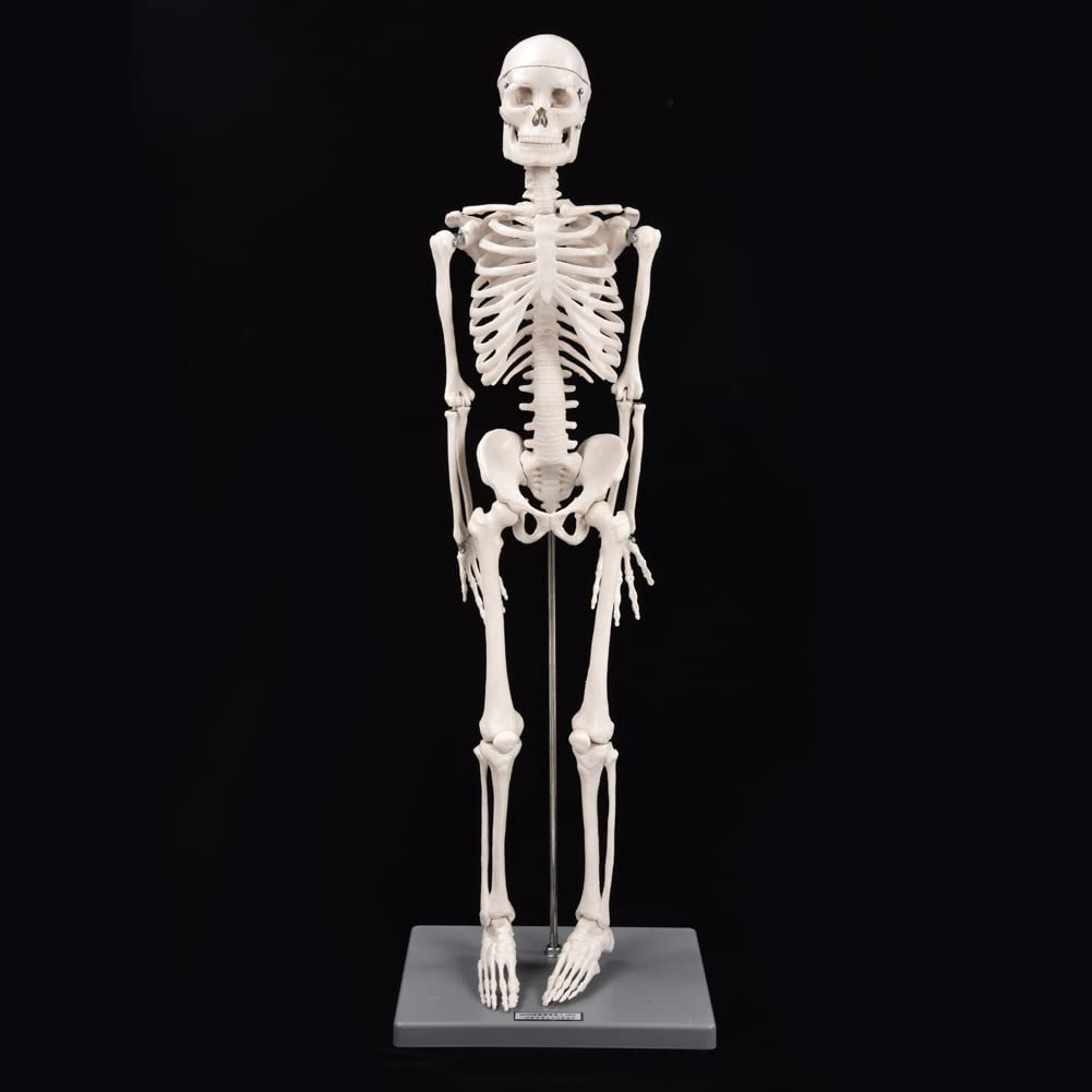 Modelo de Esqueleto, Realista, Fácil de Usar, Brazos Y Piernas Flexibles Visuales, Modelo de Esqueleto Humano para Escuelas, Uso de Enseñanza para Exhibición Y Estudio