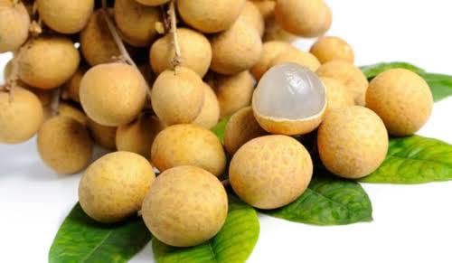 Thai Longan fruit plant original Verity /green tree nursery (B09SV8Q198) Amazon Price History, Amazon Price Tracker