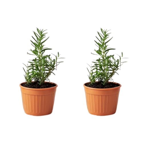 Pack de 2 Plantas Romero Rastrero - Planta Natural Aromática Interior y Exterior Fácil de Cuidar - Huerto Urbano y Jardín - Altura 20 cm - Maceta 10 cm