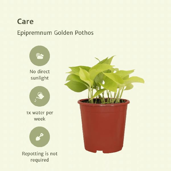 Efeutute Epipremnum Golden Pothos Zimmerpflanze 4 Pflanzen Ø12 cm H15 cm