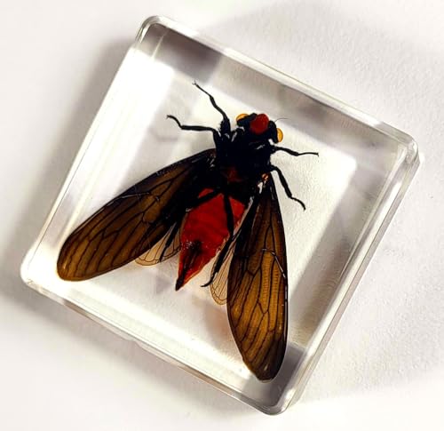 Image of 38mm Real Red Cicada in Crystal Lucite Resin Specimen Preserved Hueschy Incarnata Insect Taxidermy Collection for Biology Science Education & Desk Ornament Display Supplies