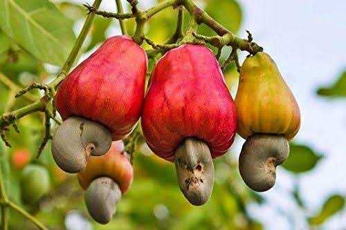 See full amazon price history chart for GLOBALPLANTS CASHEW NUT LIVE PLANTS/FRESH & HEALTHY PLANTS GLOBALPLANTS CASHEW NUT LIVE PLANTS/FRESH & HEALTHY PLANTS (B0B5HDVL45) Amazon Price History, Amazon Price Tracker
