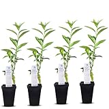 Night Blooming Jasmine Live Plant - Cestrum Nocturnum. Fragrant Flowering Shrub for Garden, Patio or Window (4 ngt.jas Cups)