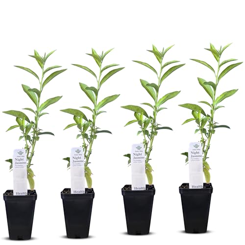 Night Blooming Jasmine Live Plant - Cestrum Nocturnum. Fragrant Flowering Shrub for Garden Patio or Window (4 ngt.jas Cups)