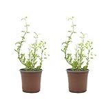 Planta Natural de Mejorana Pack de 2 Altura: 20 cm Maceta Ø 10 cm Hierba Aromática Interior y Exterior Huerto Urbano y Jardín Fácil Cuidado