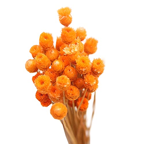Yoyakie 50 Tallos de Flores secas Naturales Dugar secas Decorativas Flores secas Mini Bouquet Daisy para arreglos Florales de Boda Decoraciones del hogar Regalos de San Valentín Naranja Cover