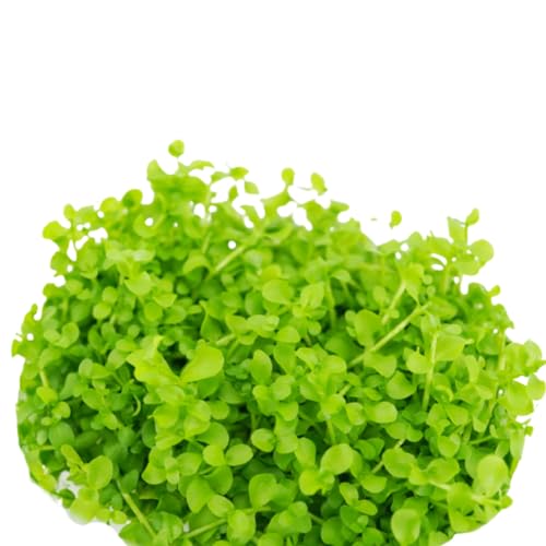 Micranthemum Monte Carlo Compact Tissue Culture Vitro Cup Freshwater Carpet Live Aquarium Plants Decoration BUY2GET1FREE