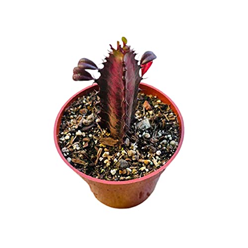 Live Cactus Plants 4" Euphorbia Trigona Rubra African Milk Tree #TOP2
