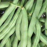 Tenderette Green Bean Seeds - 1 LB Bulk ~1,200 Seed - Heirloom, Open Pollinated, Non-GMO, Farm & Vegetable Gardening Seeds
