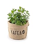 🍃【SOSTENIBLE】Tener tu propia menta en casa es un privilegio, pero además sientes orgullo cuando sabes que ha crecido gracias a un producto reciclado. La maceta y el platillo están fabricados con cápsulas de café, y sustrato con los posos. Saber que estás cuidando del medioambiente hará que te sepan el doble de bien tus limonadas, infusiones, helados, salsas de verano y mojitos.