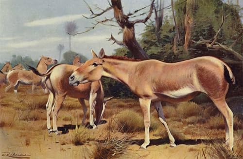 Poster impressions toile sauvage Asian Wild Ass Wilhelm Kuhnert 60x90cm