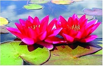 Image Dwarf Bareroot water lily - Live Water Plant Aquatic Pond Lake Marginal - Patio Pond (Xue Fei)
