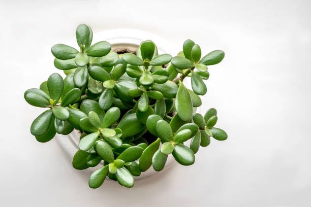 Grow Vatika Good Luck Jade Plant/Crassula Ovata Live Indoor Plants With Unique rounda Pot White Best for Living Room, Kitchen, Bedroom, & Office Table 2
