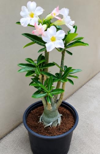 Image of EXOTIC LIVE Premium Live Adenium Desert Rose Plant (PACK OF -3) - Striking Flowering Succulent for Indoor /Outdoor - Unique Bonsai Houseplant with Thick Caudex