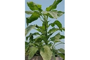 100 Seeds/My Favorite Deals Green Callaloo, Jamaican Callaloo, Amaranth Chinese Spinich