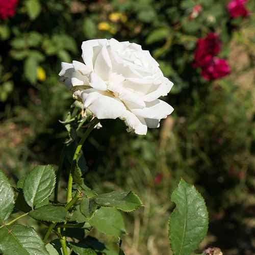 SISA GARDEN one healthy live ROSE plant (White Rose) with nursery grow bag (B0CB63GSM1) Amazon Price History, Amazon Price Tracker
