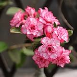 2 piezas semillas de plantas de rosas del desierto, flores resistentes, jardín comprar rosa del desierto, Adenium obesum, semillas de jardín, plantas en macetas resistentes flores