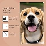 Rosewood Bonnie Geburtstagsbär - Plüsch-Hundespielzeug mit Quietscher - Weiches Kuscheltier als Hundegeschenk für Geburtstage, Adoptionstage und Festliche Momente