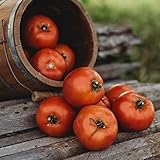Rutgers Heirloom Tomato - 50 Seeds - Heirloom & Open-Pollinated Variety, USA-Grown, Non-GMO Vegetable Seeds for Planting Outdoors in The Home Garden, Thresh Seed Company