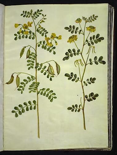 Affiche impression prints toile Colutea arborescens tableau grand format 60x90cm