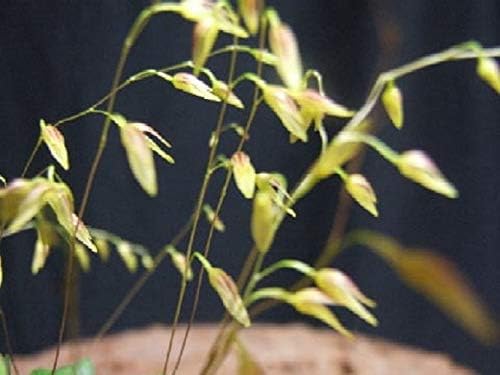 Pleurothallis grobyi -Super Miniature Orchid! Easy to Grow and Bloom! Cute!