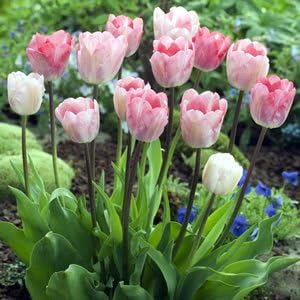 Amazon チューリップ ガンダーラプソティー 一重咲き プランター1杯分のチューリップ 球パック 秋植え 冬植え 春咲き 球根 イングリッシュガーデン 球根