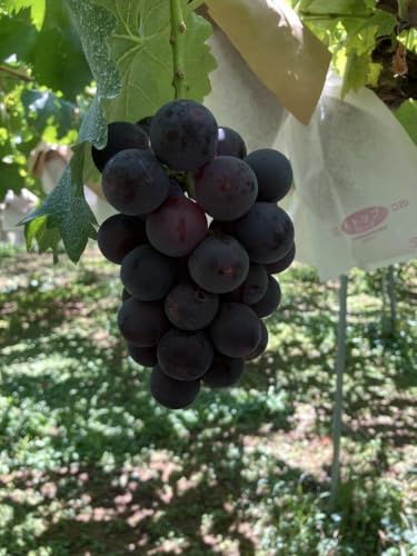 北海道産巨峰マスカット 秀品 約900g（大粒12房）