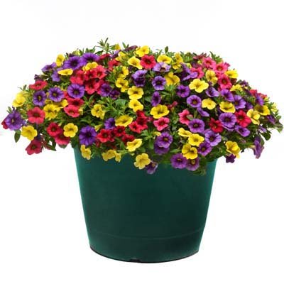 Calibrachoa Fuseable Paradise Island 100 Multi Pelleted Seed