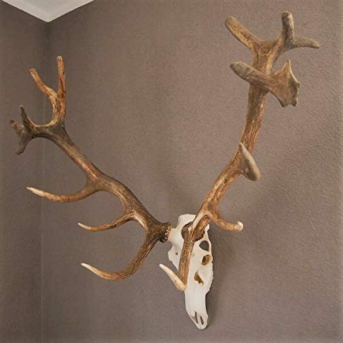 GTK - Geweihe & Trophäen KRUMHOLZ Starkes 16 Ender ROTHIRSCH Hirsch Geweih Hirschgeweih mit ganzer Nase und Oberkiefer H111cm
