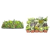 Sedum Tile Succulent Planter with 20 Pack Assorted Live Succulent Plants -  Plants for Pets