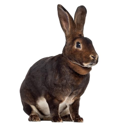 Fensterbild Ostern Osterhase I beidseitig I selbsthaftend wiederverwendbar I Bauernhof I dv1408