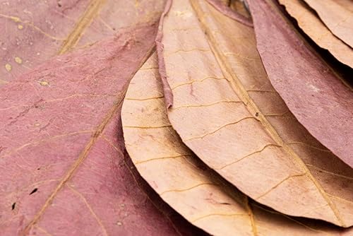 Image of Awesome Aquatic Betta Shrimp Leaves 30 4 inch-6 inch Premium Catappa Indian Almond Leaves Aquarium Fish Shrimp Betta Tanks Blackwater Habitat Health Color Natural Habitat Tannin Improves Immunity