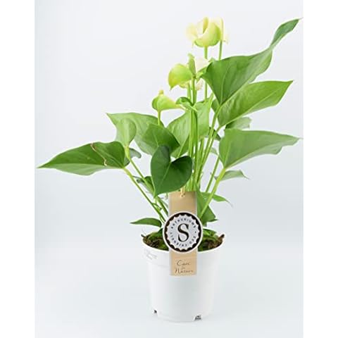 Anthurium White Heart Shape Flower House Plant Cover