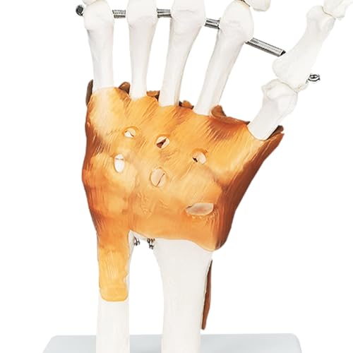 Image of Anatomical Hand Model Human Hand Joint Model with Ligaments, Flexible 1:1 Scientific Human Size, Prosthetic Hand for Teaching with Light Display Base, Suitable for Hospital Education