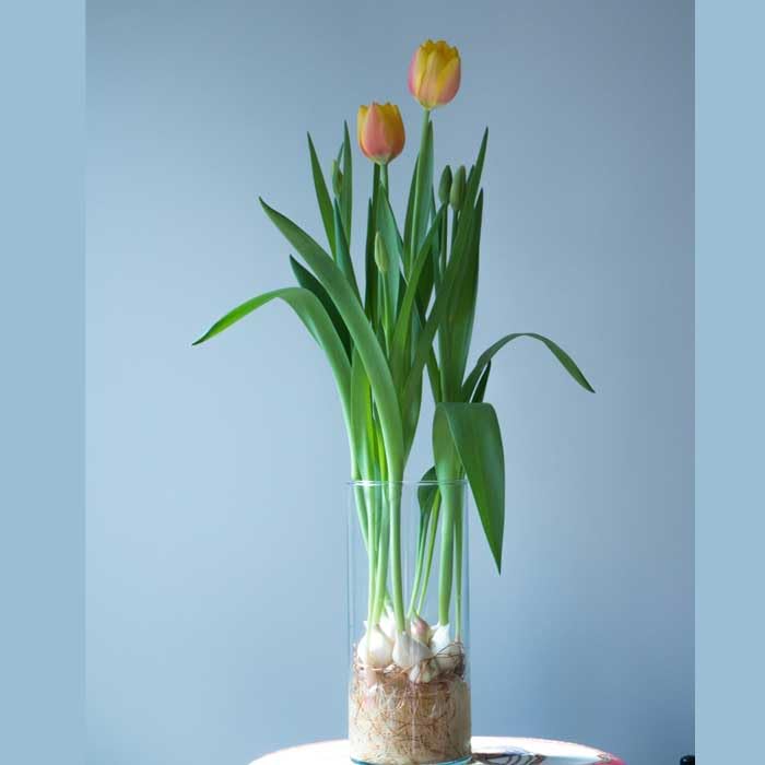 Amazon.co.jp: 花の大和: クリスマスローズ