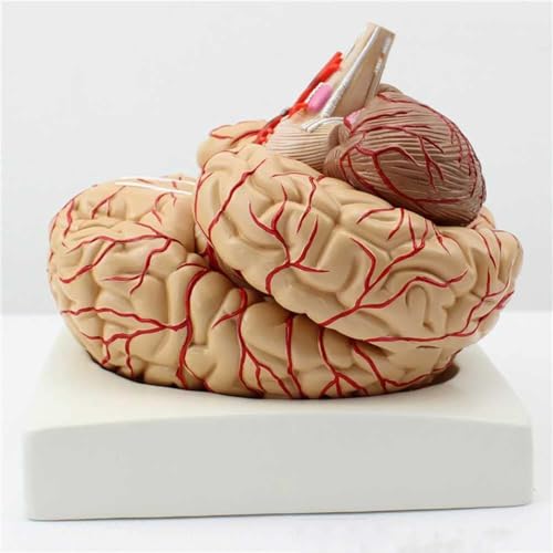 Modèle de cerveau humain de haute précision avec 41 repères anatomiques - 5