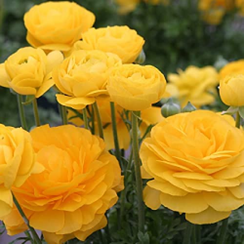 Ranunculus Flower Bulbs (1 Bulbs) Yellow By Zabbus (B0BKTQPMKF) Amazon Price History, Amazon Price Tracker