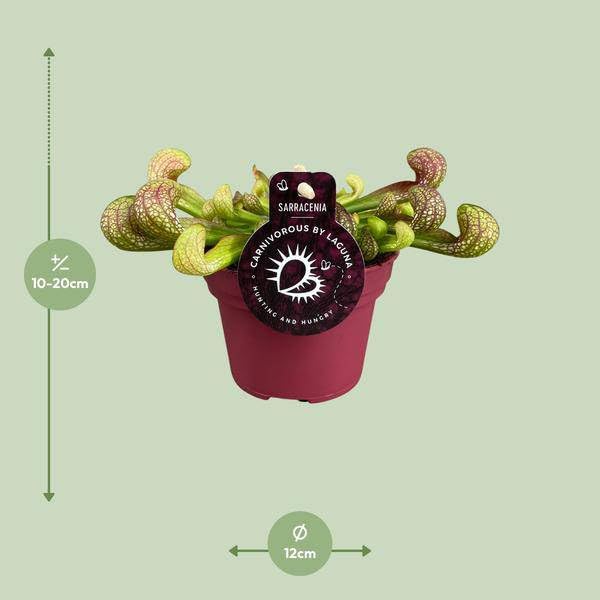 Papuga Sarracenia Psittacina roślina pokojowa, Ø 12 cm, 13 cm, egzotyczna roślina mięsożerna, łatwa w pielęgnacji i nadaje się do półcienia